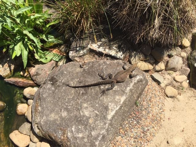 Symbio Wildlife Park - Thursday 15th October, 2020 Image -5f8d03c0995cc